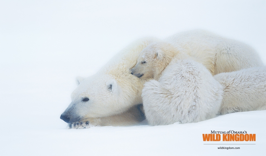 Polar bears for 1024 x 600 widescreen resolution