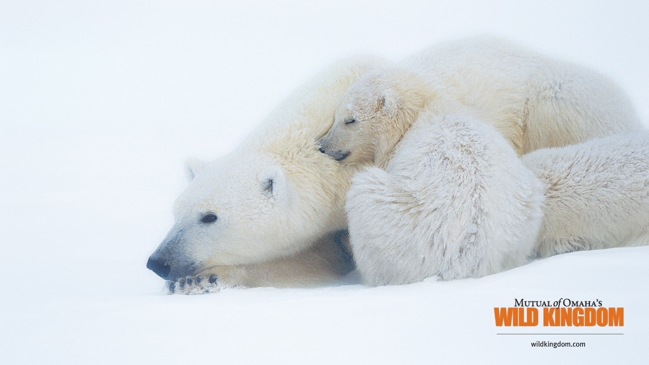 Polar bears for 1280 x 720 HDTV 720p resolution
