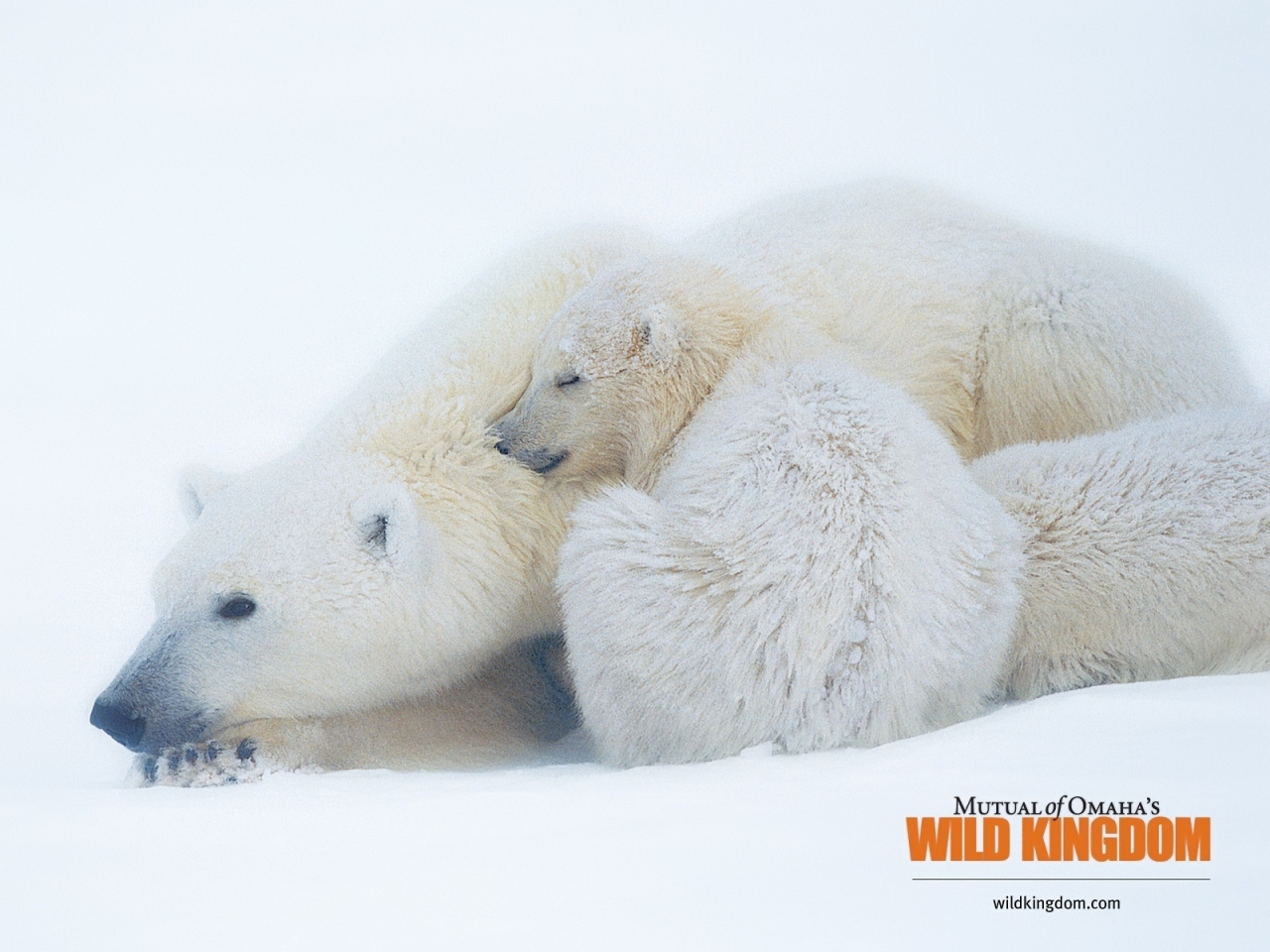 Polar bears for 1280 x 960 resolution