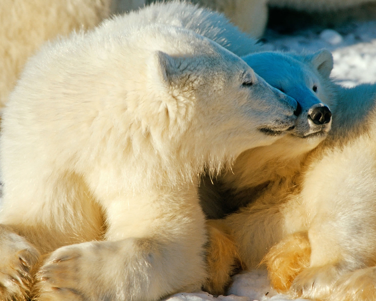 Polar Bears In Love for 1280 x 1024 resolution