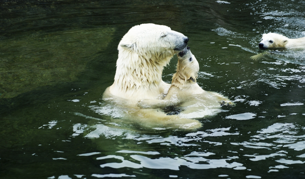 Polar Bears in the Water for 1024 x 600 widescreen resolution