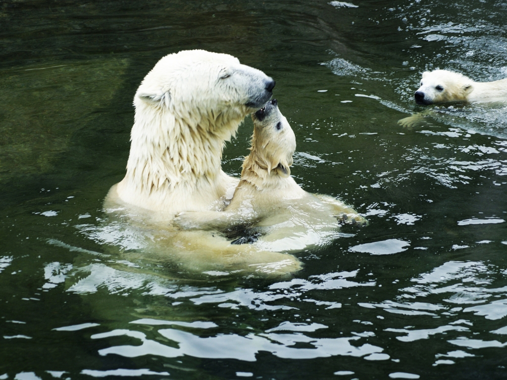 Polar Bears in the Water for 1024 x 768 resolution