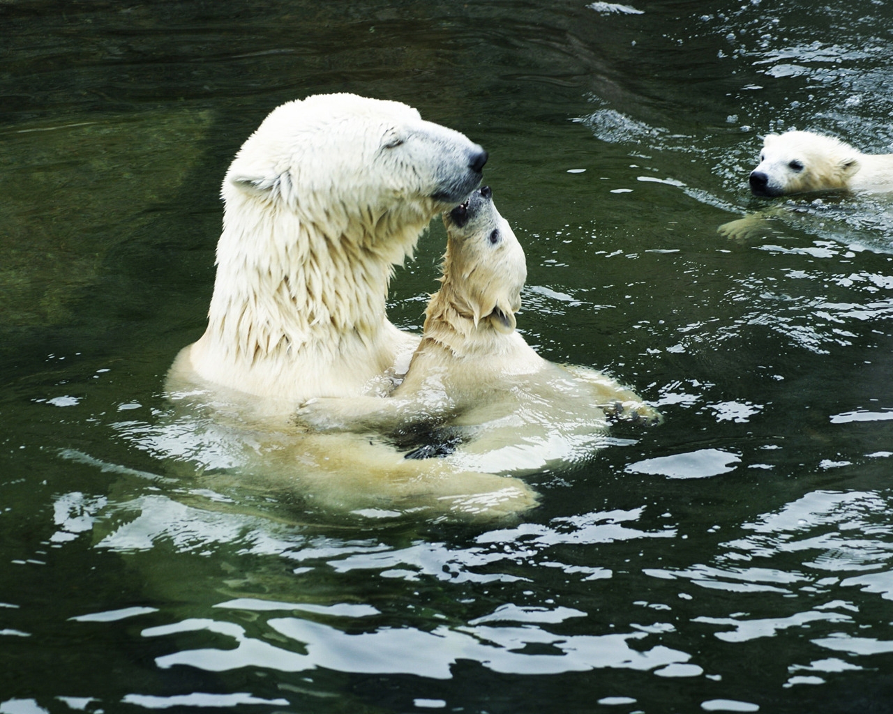 Polar Bears in the Water for 1280 x 1024 resolution