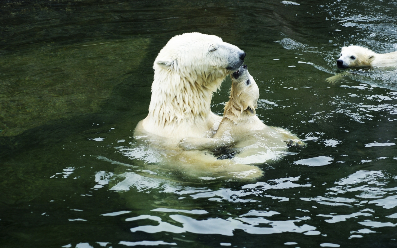 Polar Bears in the Water for 1280 x 800 widescreen resolution