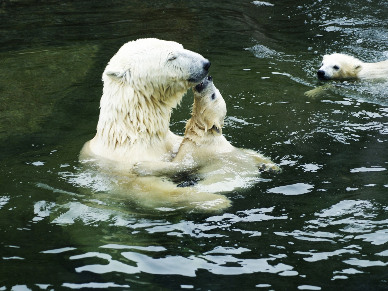 Polar Bears in the Water for 1280 x 960 resolution
