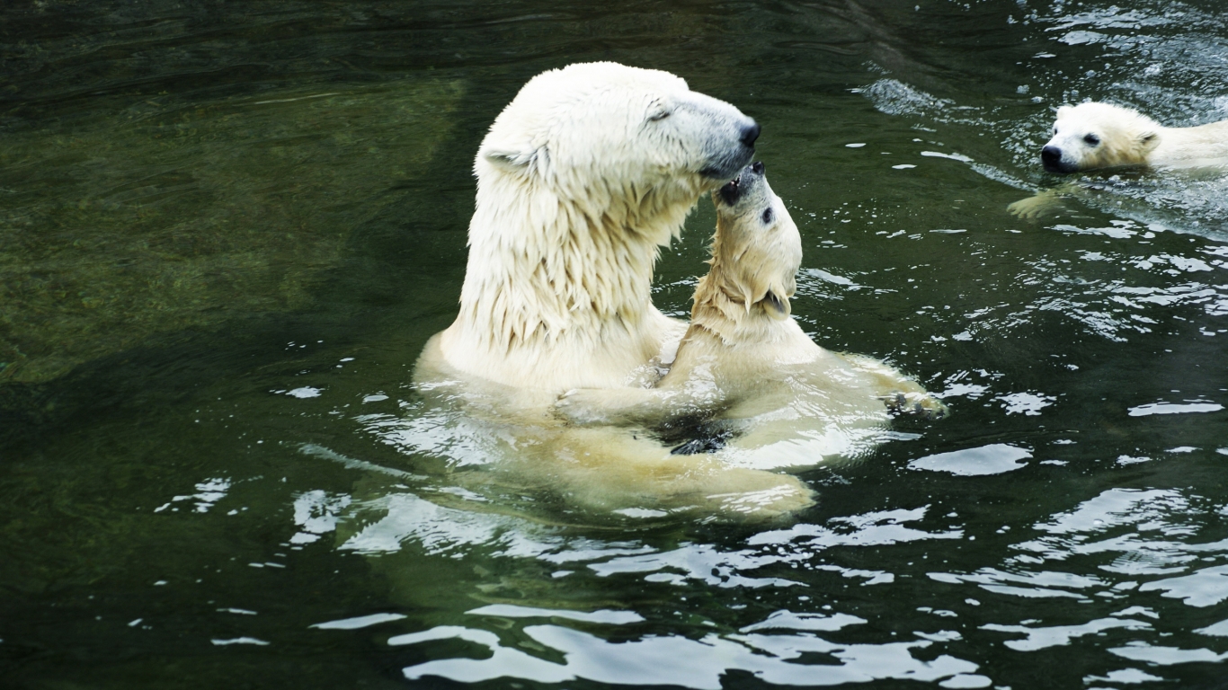Polar Bears in the Water for 1366 x 768 HDTV resolution