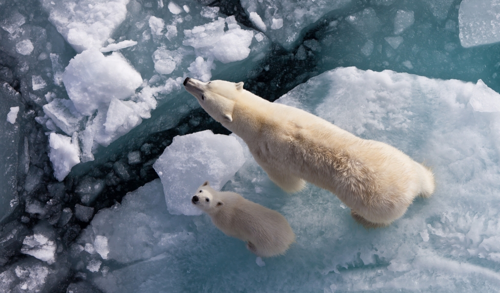 Polar Bears on Ice for 1024 x 600 widescreen resolution