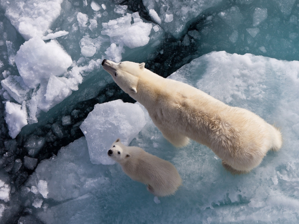 Polar Bears on Ice for 1024 x 768 resolution
