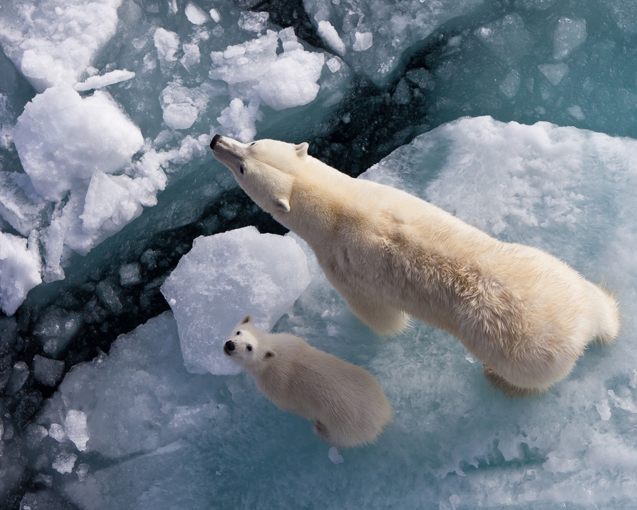 Polar Bears on Ice for 1280 x 1024 resolution