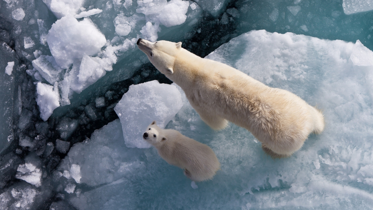 Polar Bears on Ice for 1280 x 720 HDTV 720p resolution