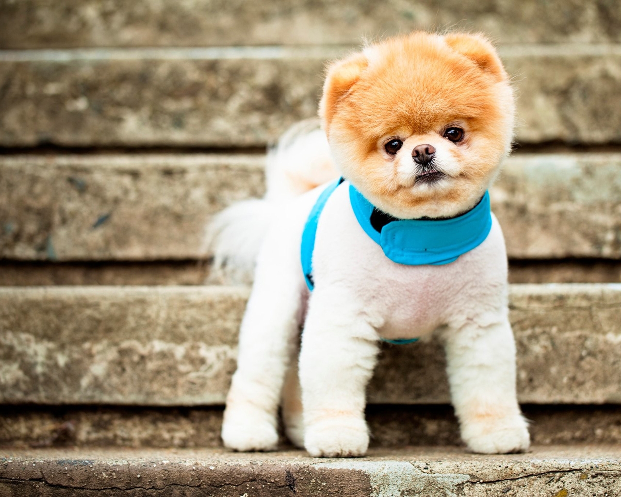 Pomeranian Puppy for 1280 x 1024 resolution