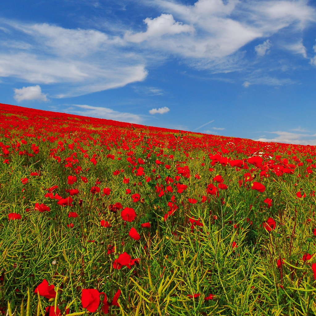 Poppies Field for 1024 x 1024 iPad resolution