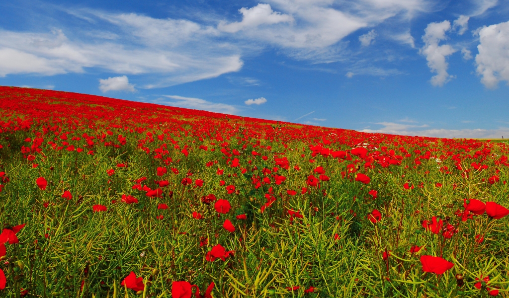 Poppies Field for 1024 x 600 widescreen resolution