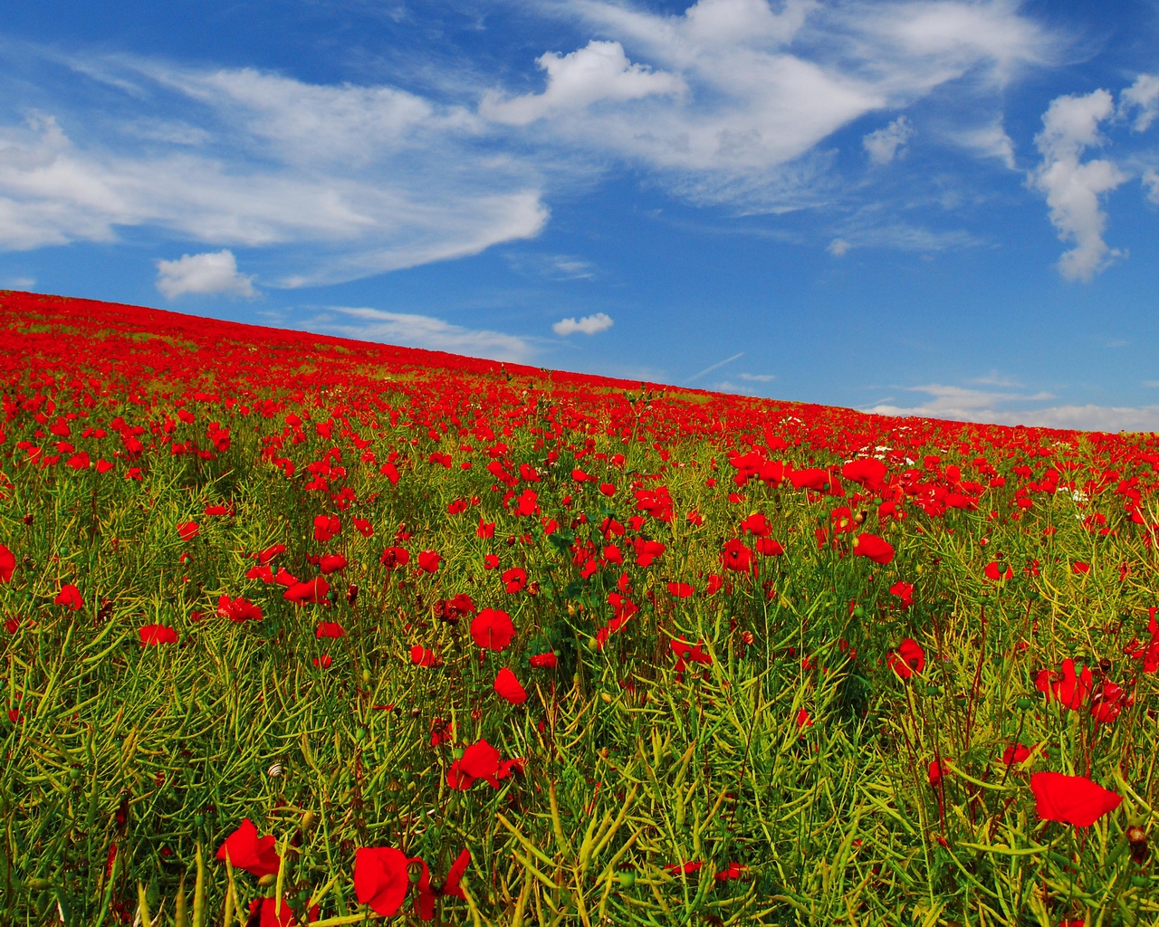 Poppies Field for 1280 x 1024 resolution