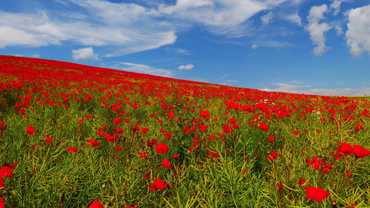 Poppies Field for 1280 x 720 HDTV 720p resolution