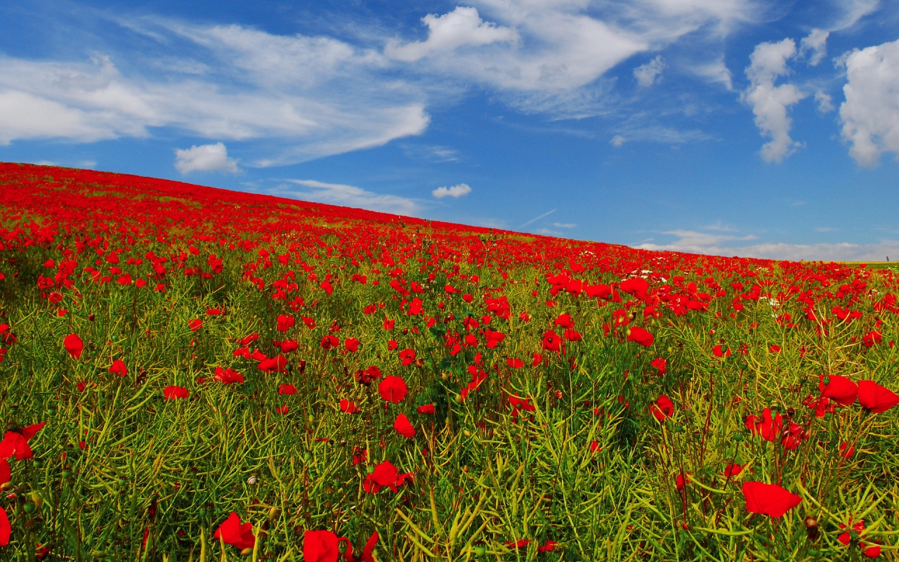 Poppies Field for 1280 x 800 widescreen resolution