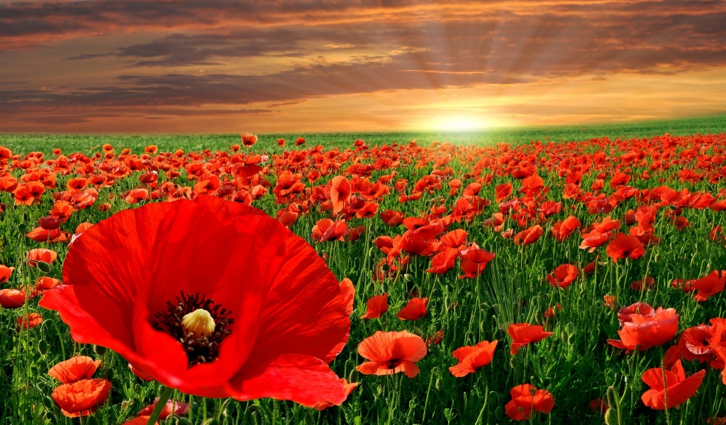 Poppy Field for 1024 x 600 widescreen resolution