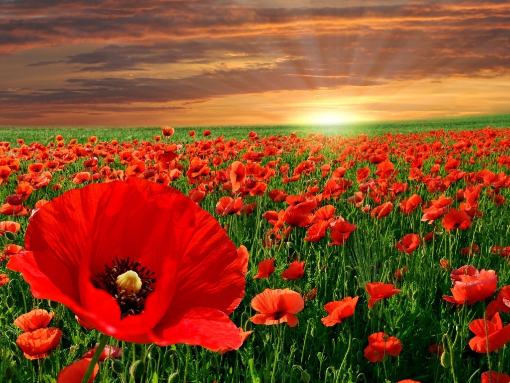 Poppy Field for 1024 x 768 resolution