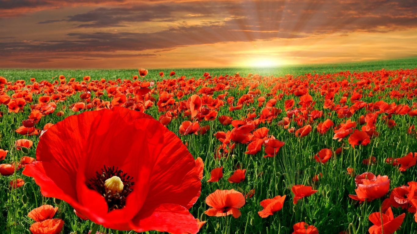 Poppy Field for 1366 x 768 HDTV resolution