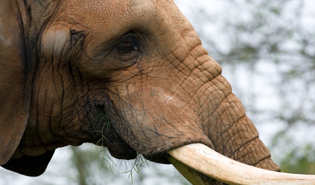 Portrait of an Elephant for 1024 x 600 widescreen resolution