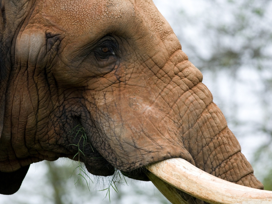 Portrait of an Elephant for 1152 x 864 resolution