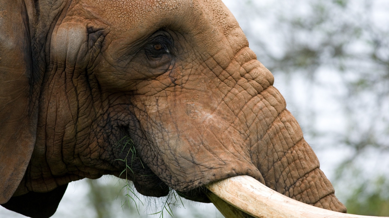 Portrait of an Elephant for 1280 x 720 HDTV 720p resolution