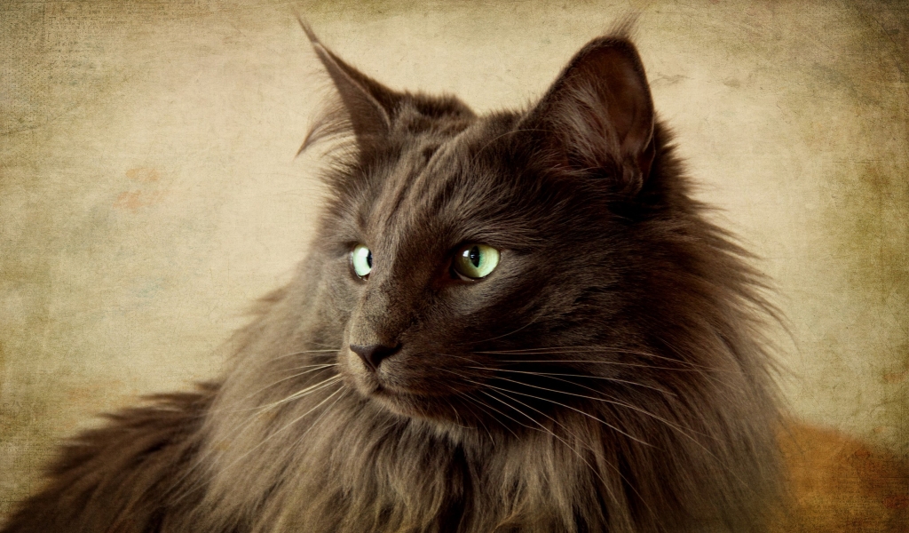 Portrait of Black Nebelung Cat for 1024 x 600 widescreen resolution