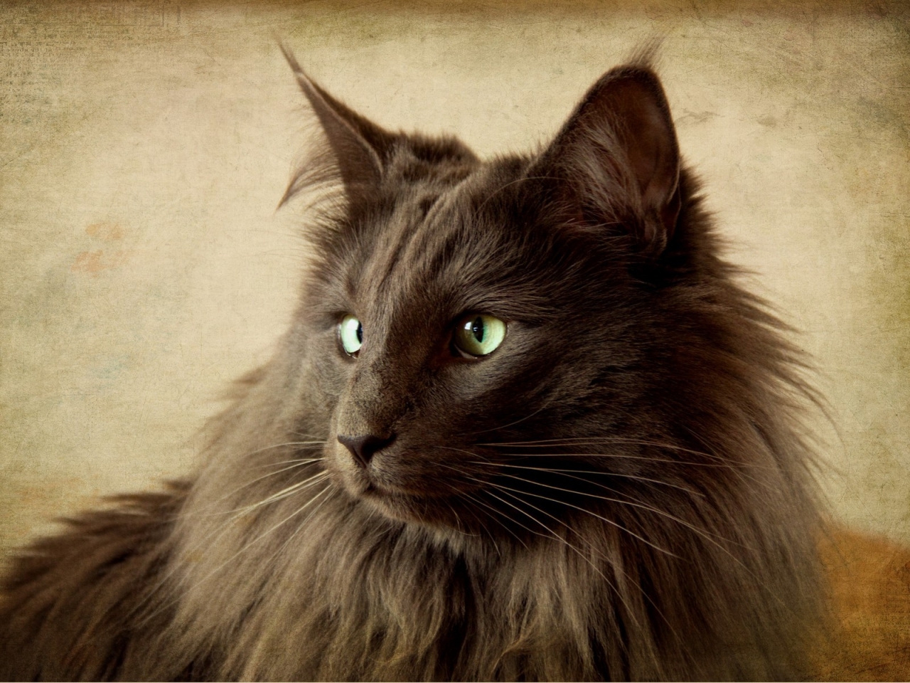 Portrait of Black Nebelung Cat for 1280 x 960 resolution