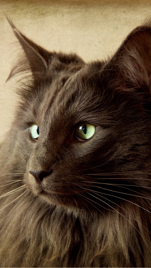 Portrait of Black Nebelung Cat for 640 x 1136 iPhone 5 resolution