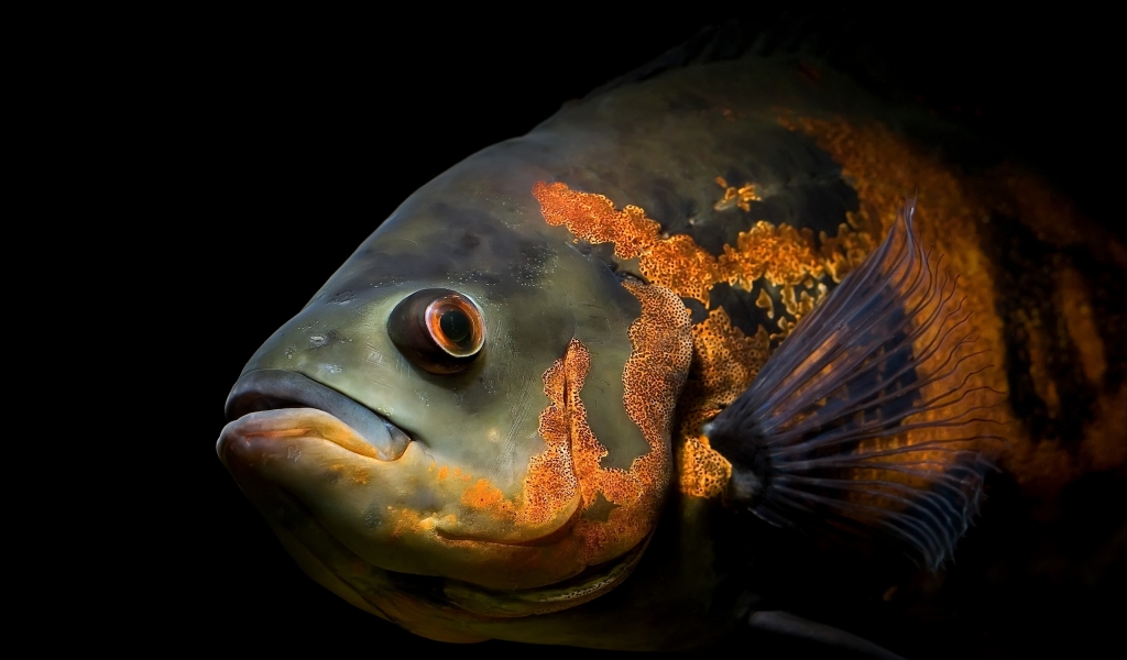 Powerful fish for 1024 x 600 widescreen resolution