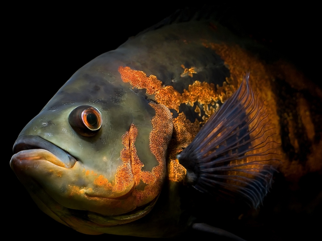 Powerful fish for 1024 x 768 resolution