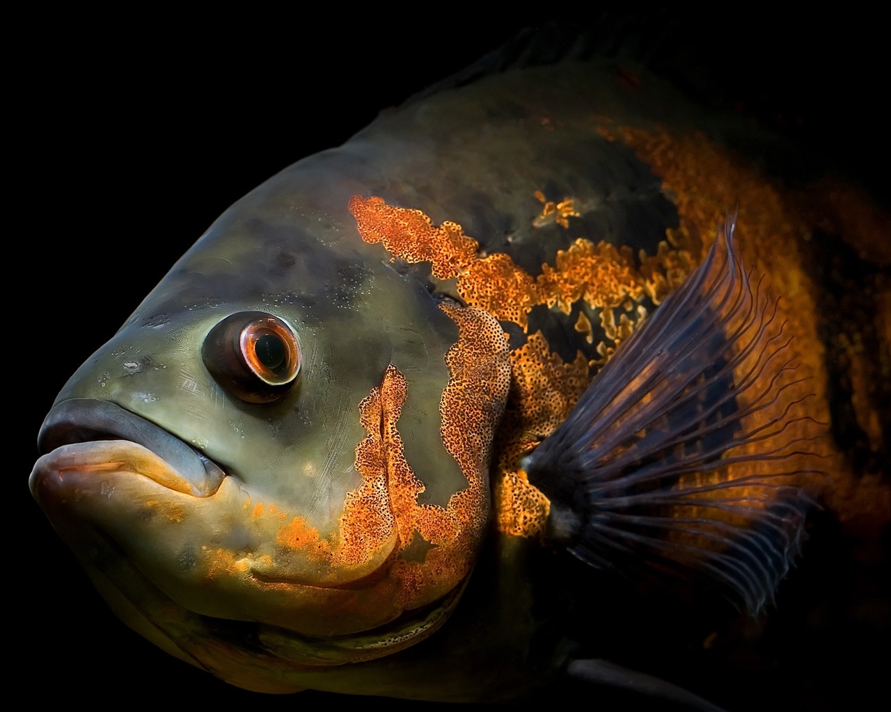 Powerful fish for 1280 x 1024 resolution