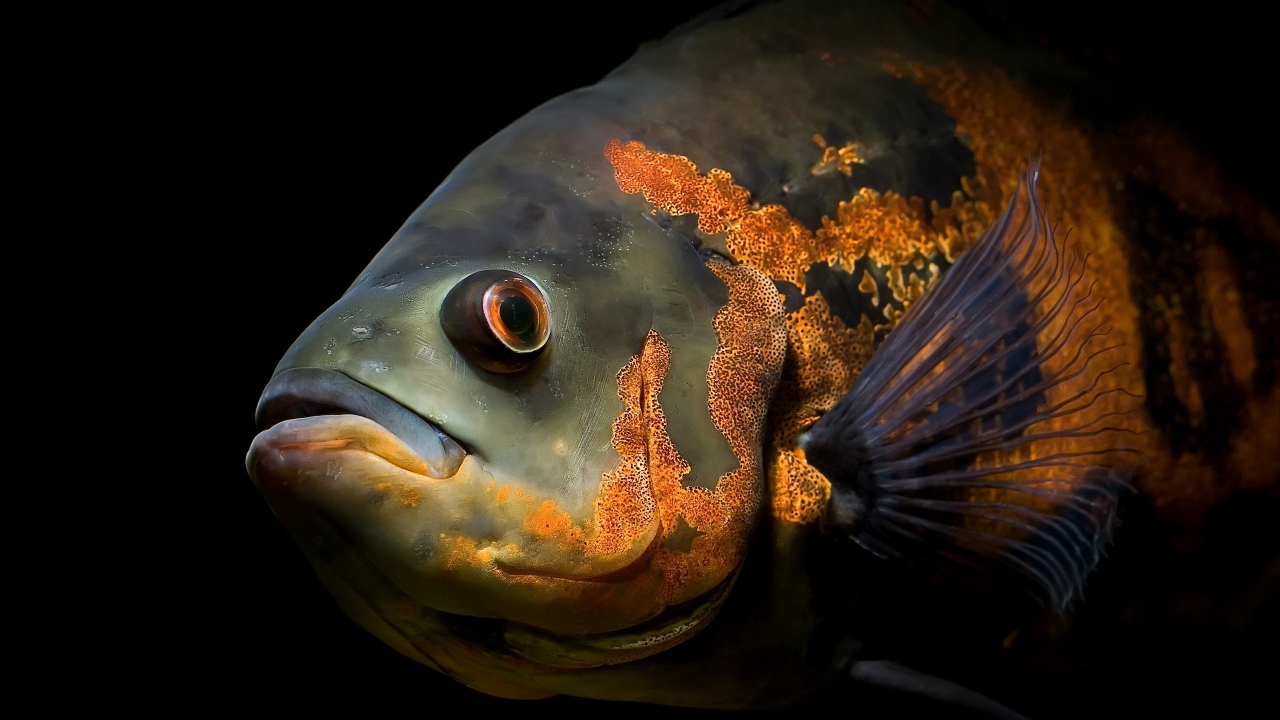 Powerful fish for 1280 x 720 HDTV 720p resolution