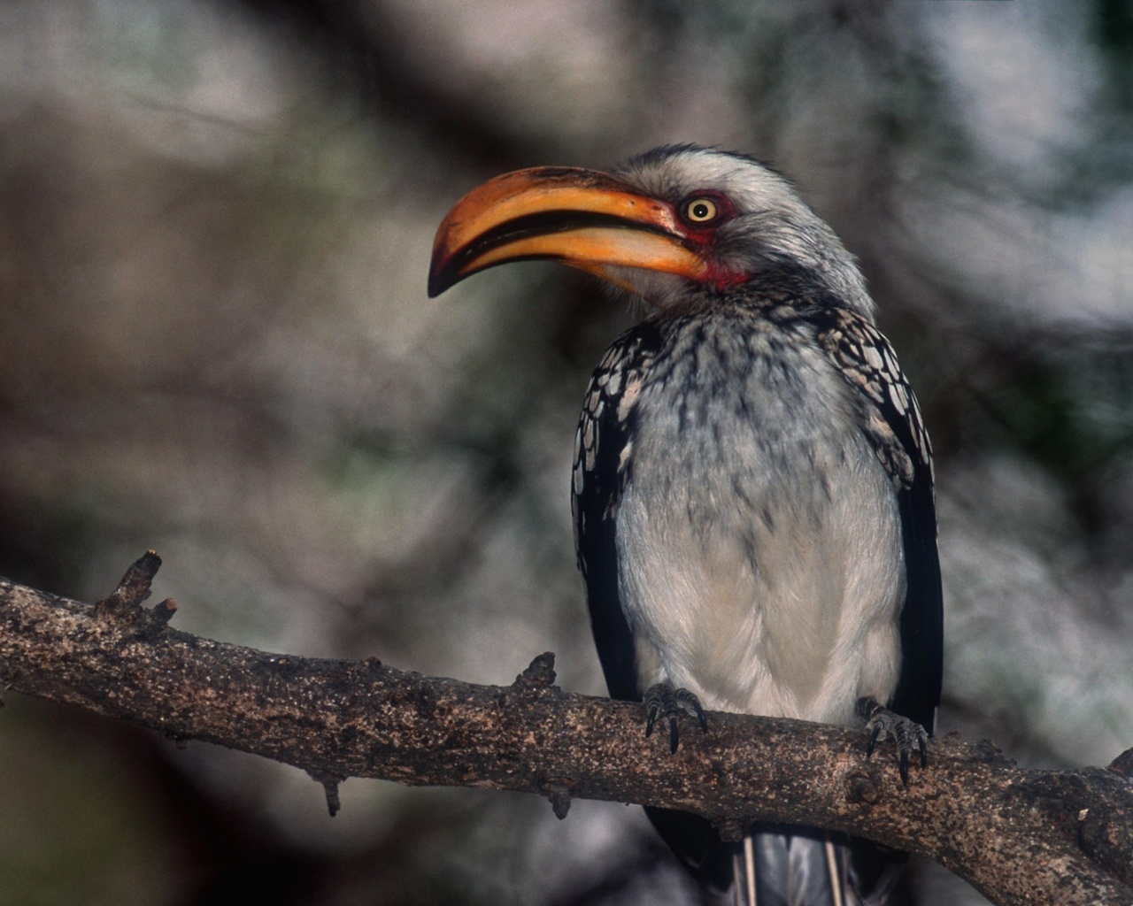 Proud Hornbill for 1280 x 1024 resolution