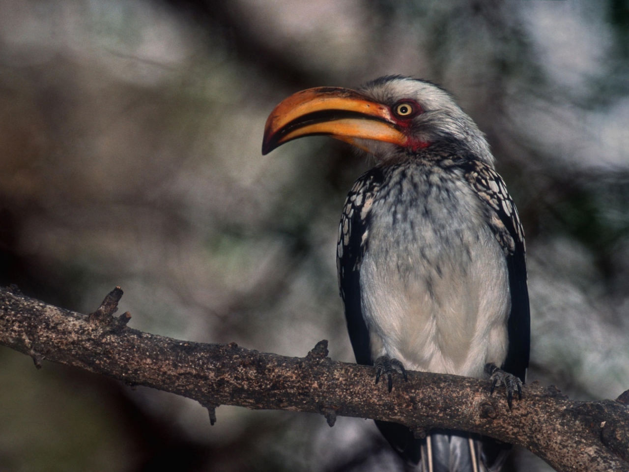 Proud Hornbill for 1280 x 960 resolution