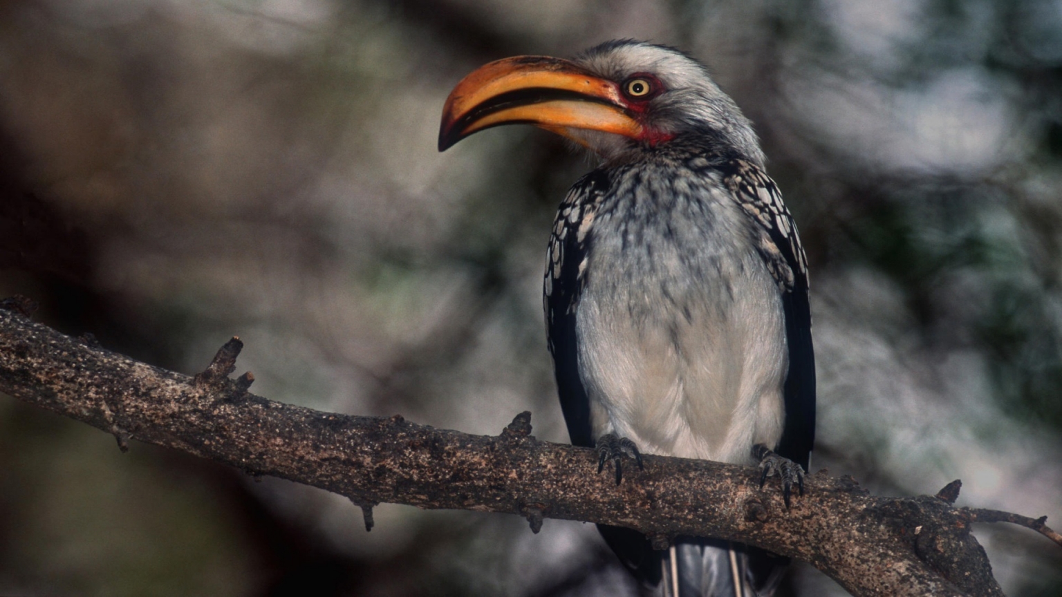 Proud Hornbill for 1536 x 864 HDTV resolution