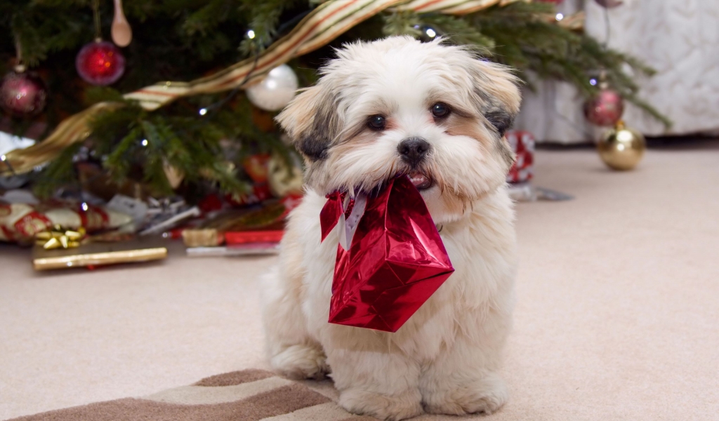 Puppy Ready for Christmas for 1024 x 600 widescreen resolution