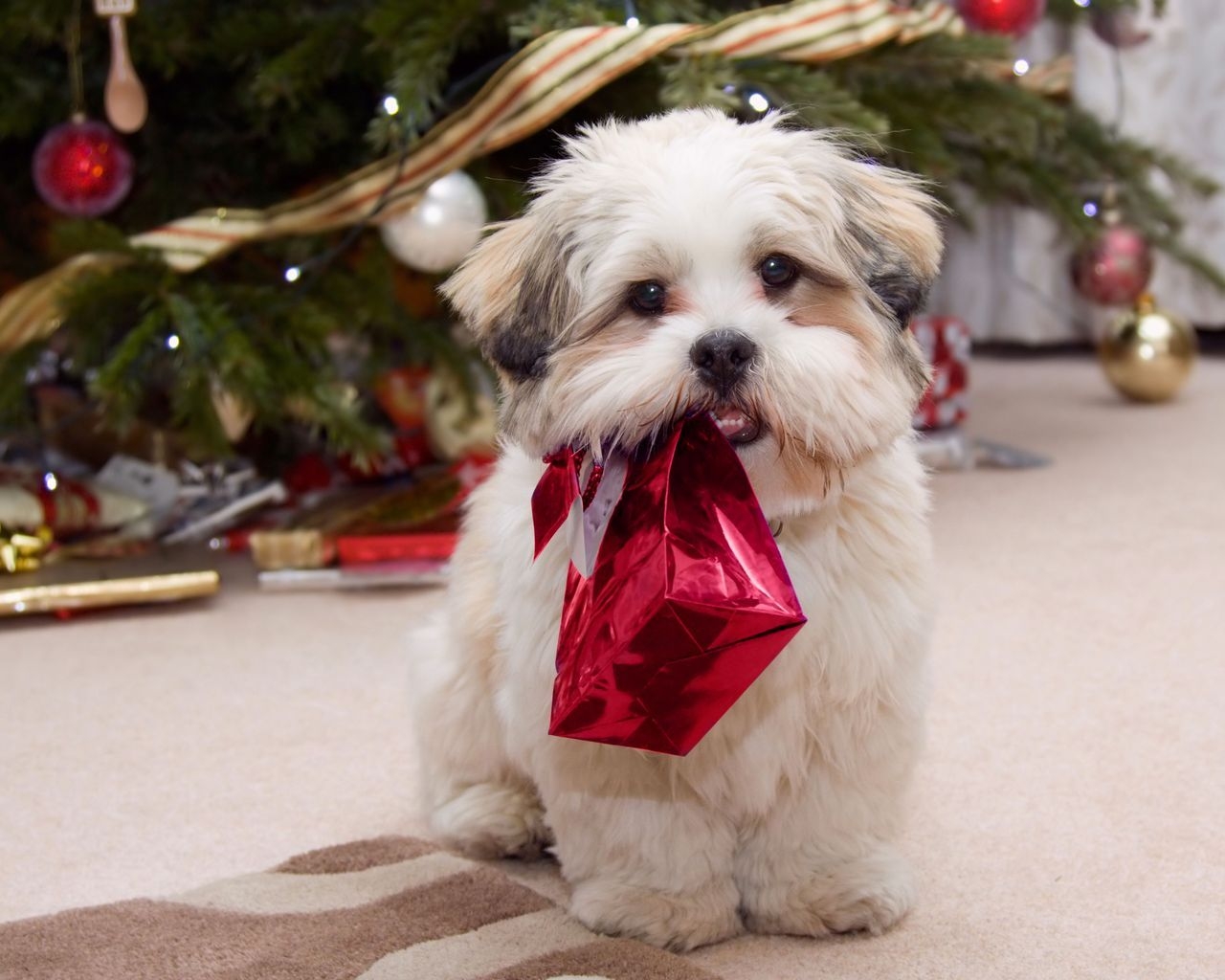 Puppy Ready for Christmas for 1280 x 1024 resolution