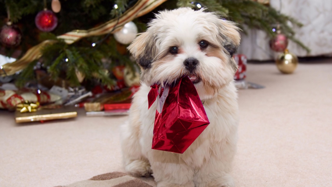 Puppy Ready for Christmas for 1366 x 768 HDTV resolution