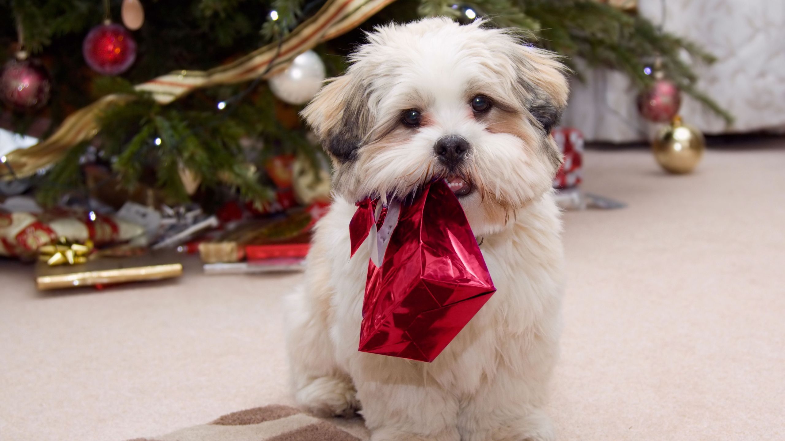 Puppy Ready for Christmas for 2560x1440 HDTV resolution