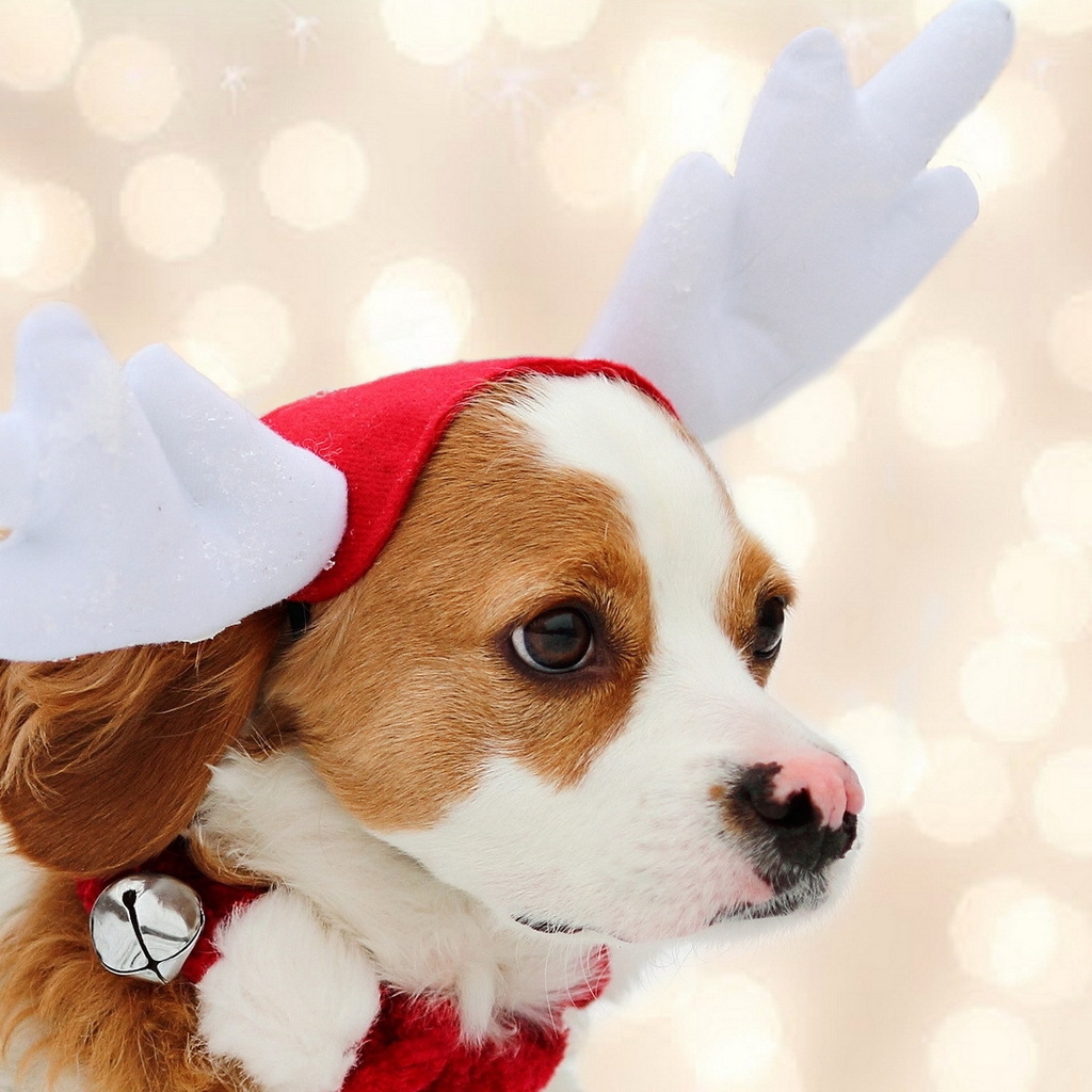 Puppy Reindeer for 1024 x 1024 iPad resolution