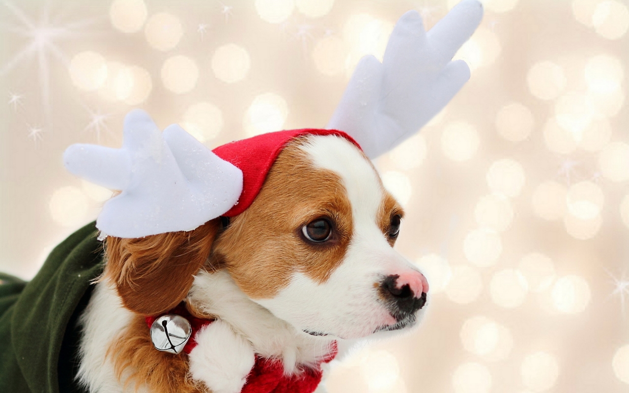 Puppy Reindeer for 1280 x 800 widescreen resolution