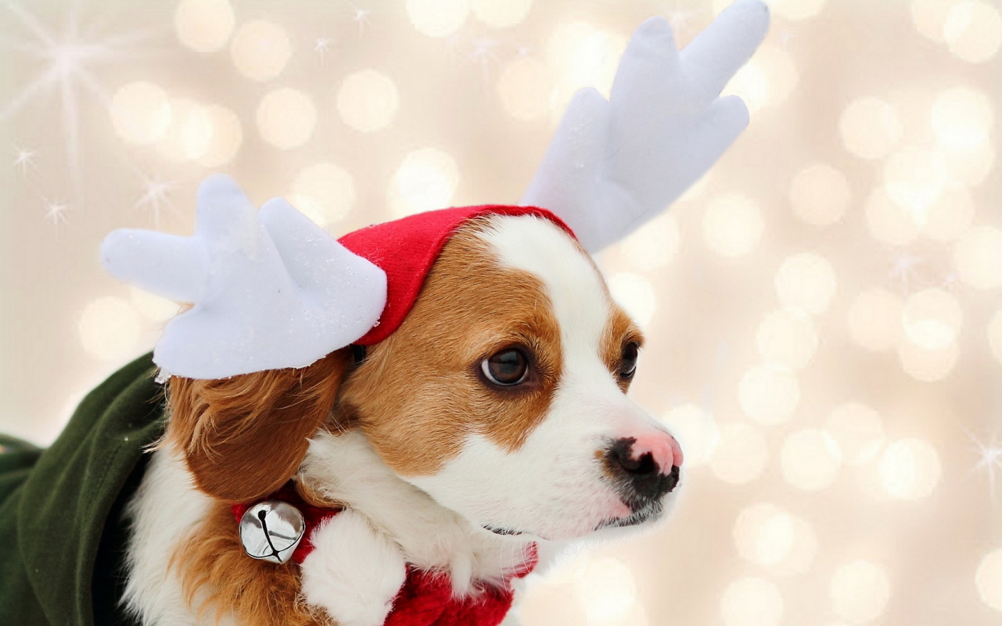 Puppy Reindeer for 1440 x 900 widescreen resolution