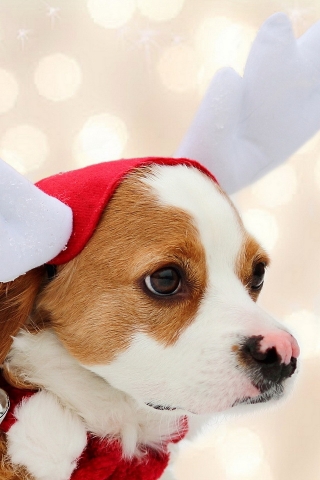 Puppy Reindeer for 320 x 480 iPhone resolution