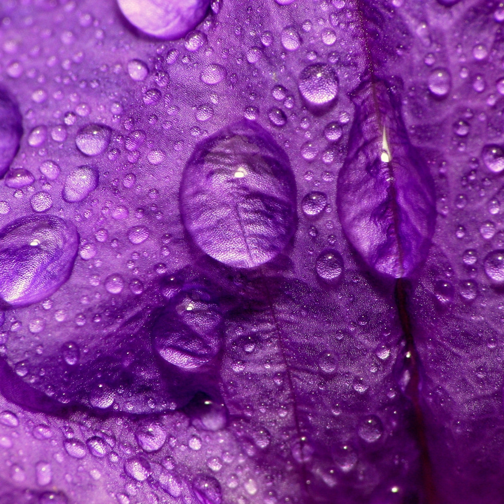 Purple Flower Close Up for 1024 x 1024 iPad resolution