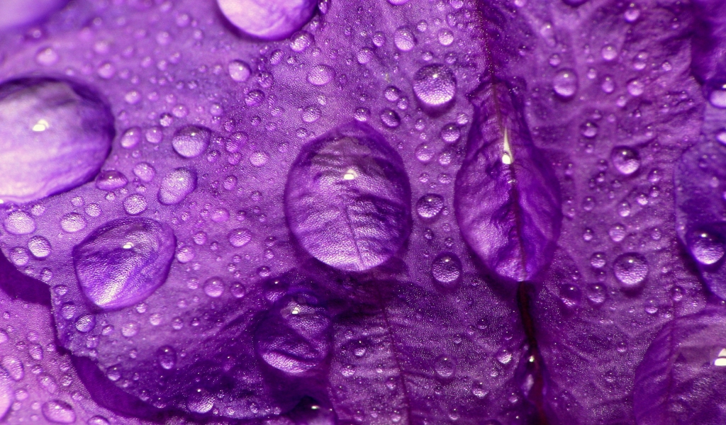 Purple Flower Close Up for 1024 x 600 widescreen resolution