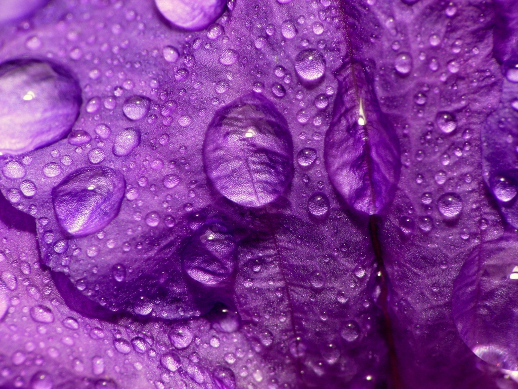 Purple Flower Close Up for 1024 x 768 resolution