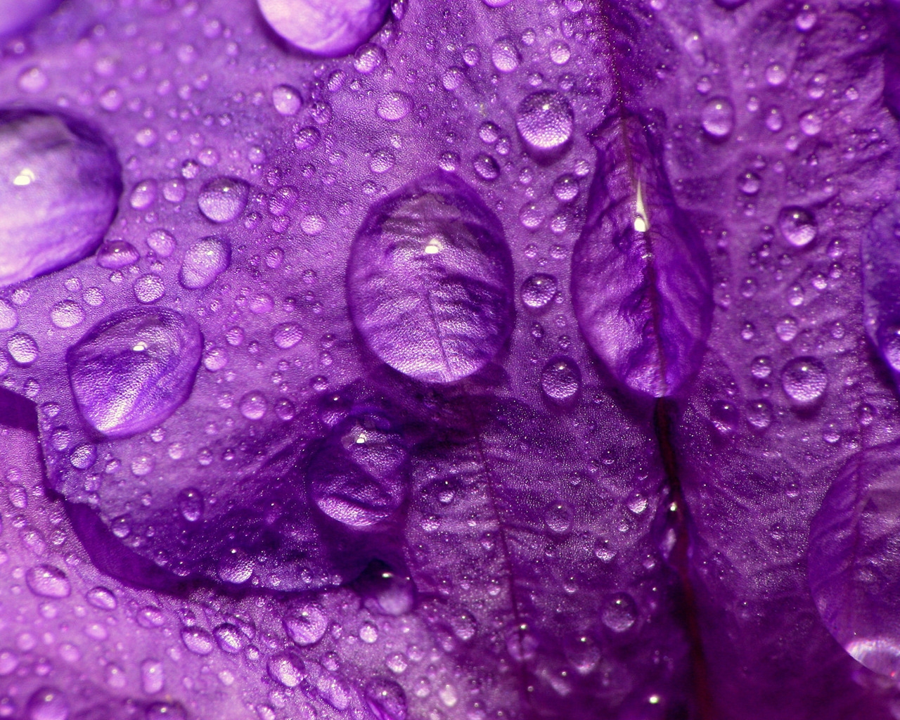 Purple Flower Close Up for 1280 x 1024 resolution