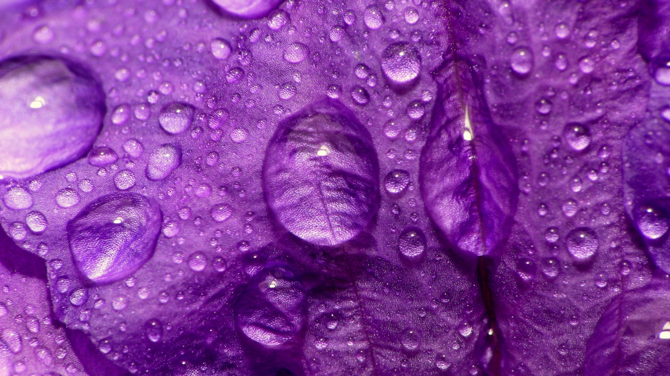 Purple Flower Close Up for 1366 x 768 HDTV resolution