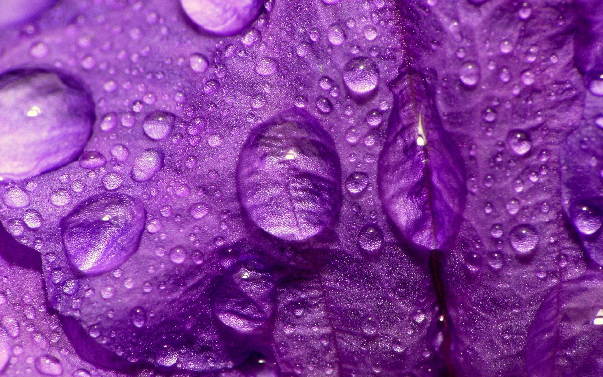 Purple Flower Close Up for 1920 x 1200 widescreen resolution